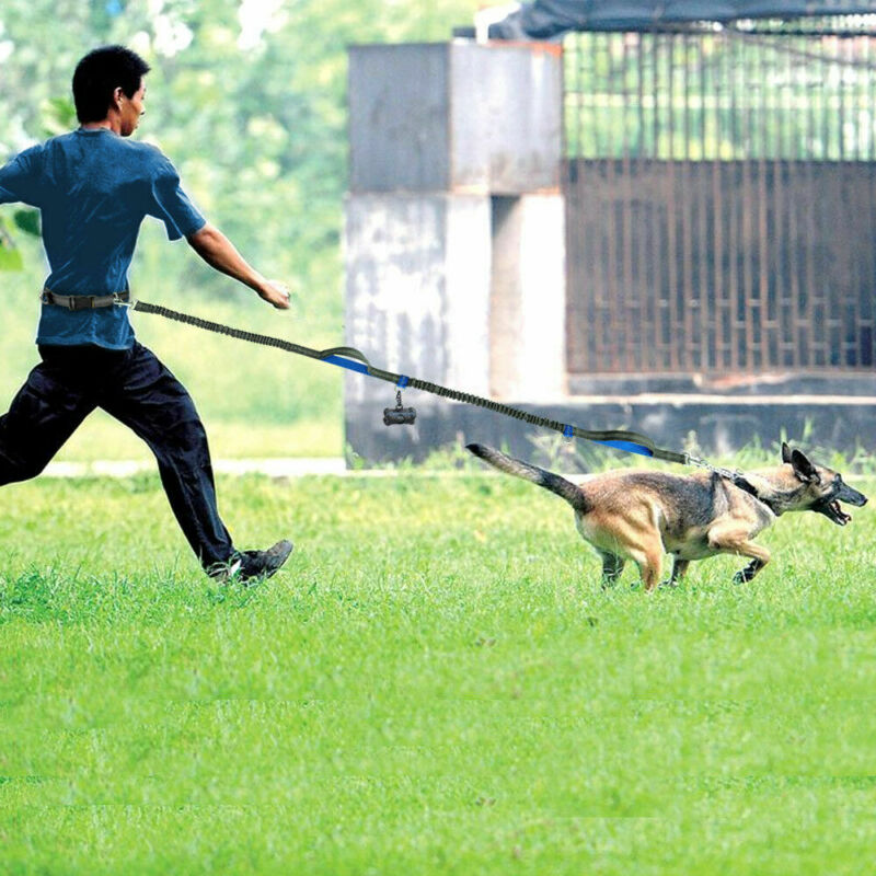 No Hands Bungie Leash