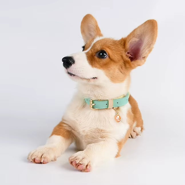 Cute leather collar