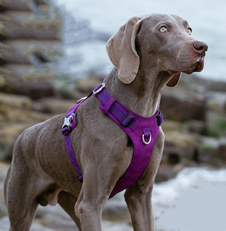 Large Dog Anti-pull Harness and bungie leash.