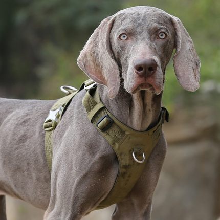 Large Dog Anti-pull Harness and bungie leash.