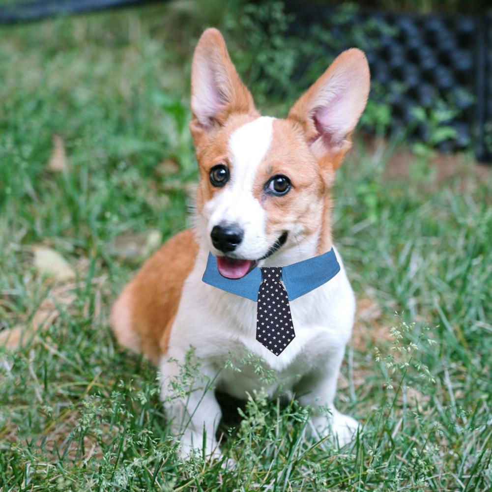 Pet tie