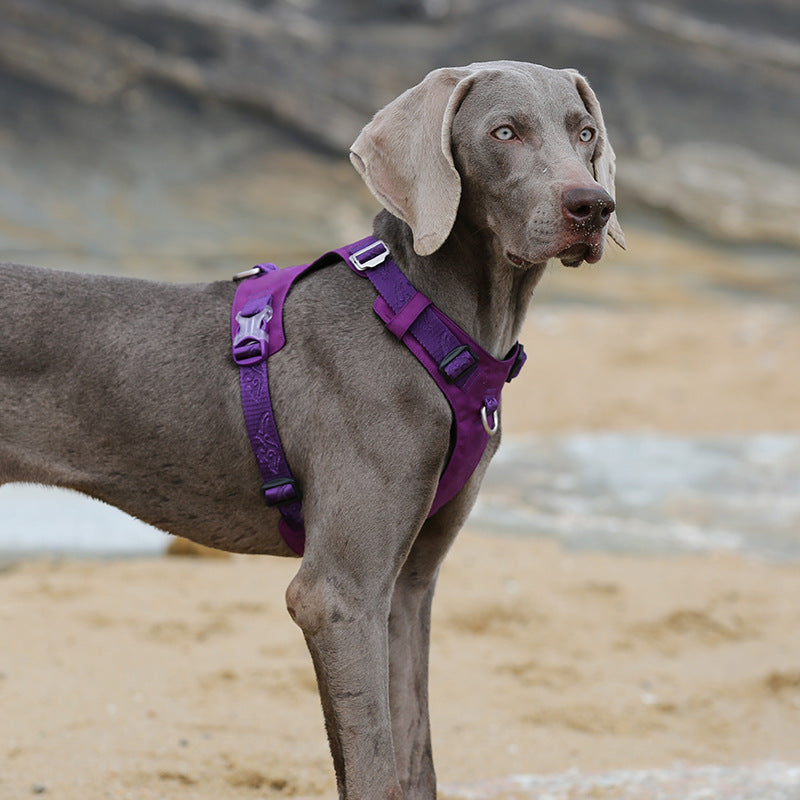 Large Dog Anti-pull Harness and bungie leash.